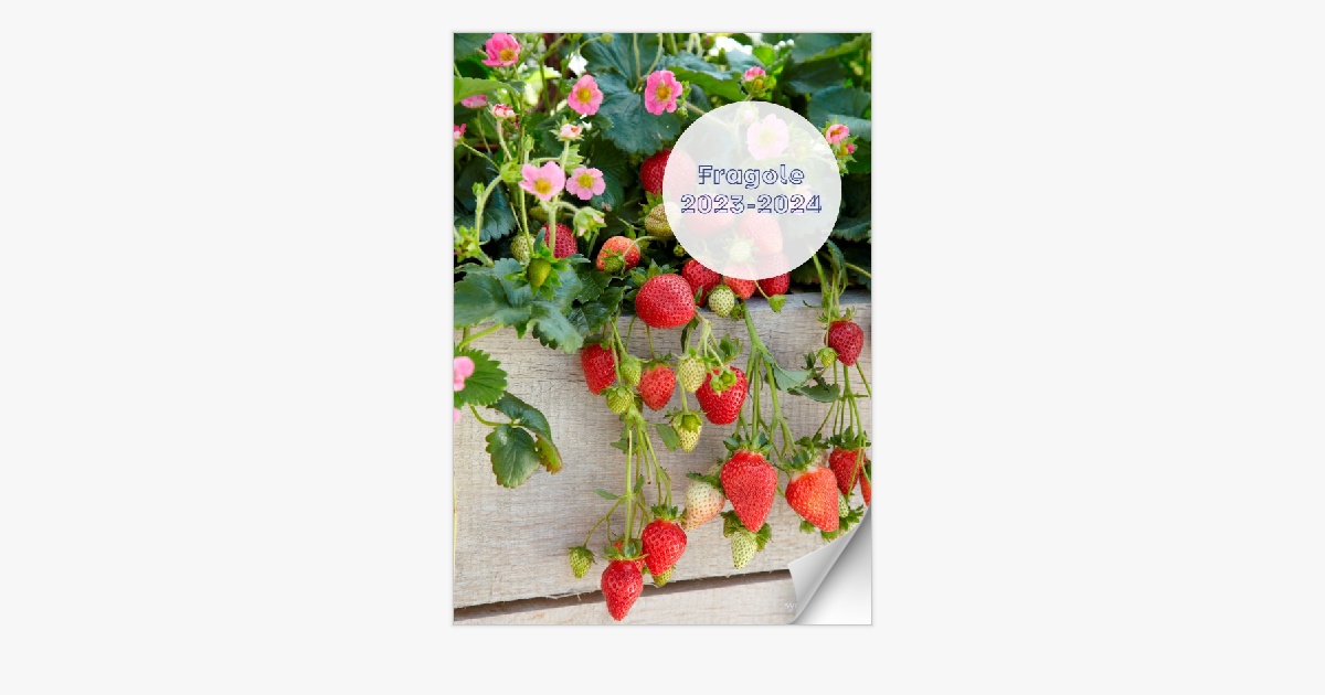 Fragole | 2023-2024