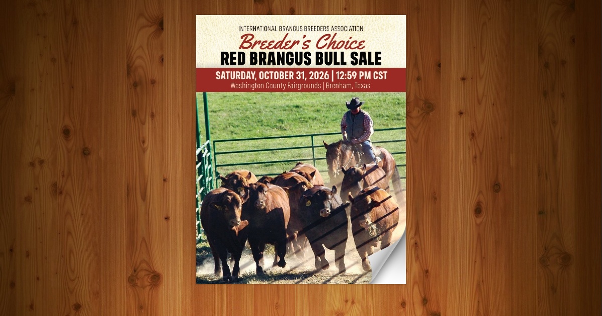 International Red Brangus Breeders Association - Breeders Choice Bull ...