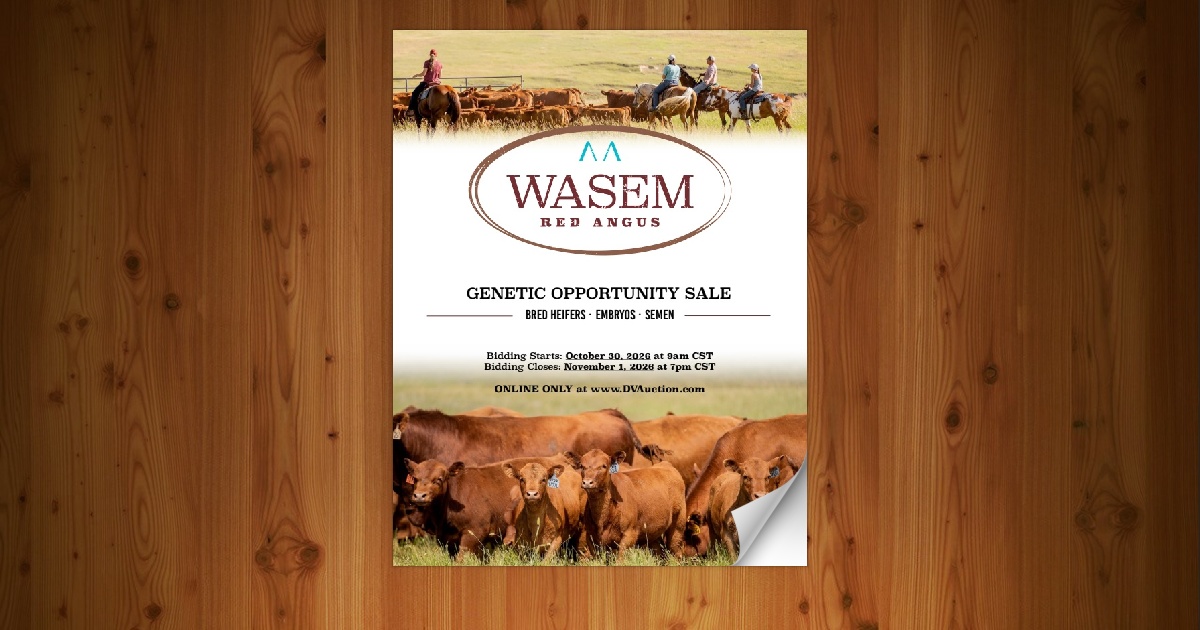 Wasem Red Angus Female Sale [11/1/26] - Page 12