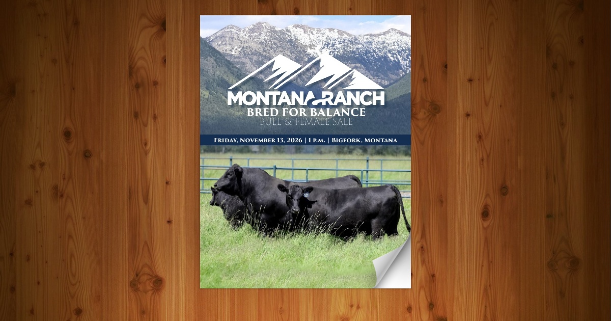 Montana Ranch - Bred For Balance Angus Bull Sale [11/13/26] - Page 28