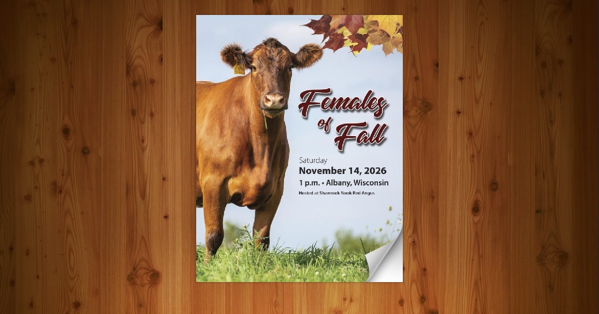 Females of Fall - Red Angus Sale [11/14/26] - Page 22
