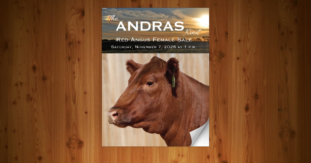 Andras Stock Farm - The Andras Kind Red Angus Bull Sale [11/7/26] - Page 4