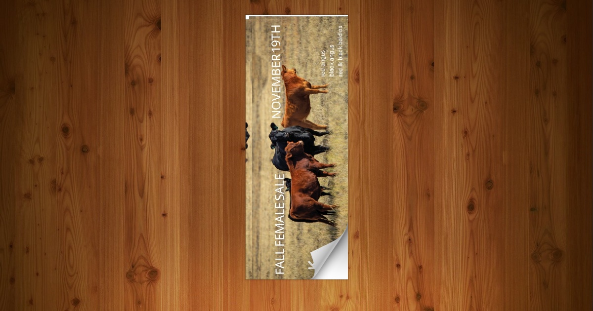 K2 Red Angus Fall Female sale [11/19/26] - Page 24