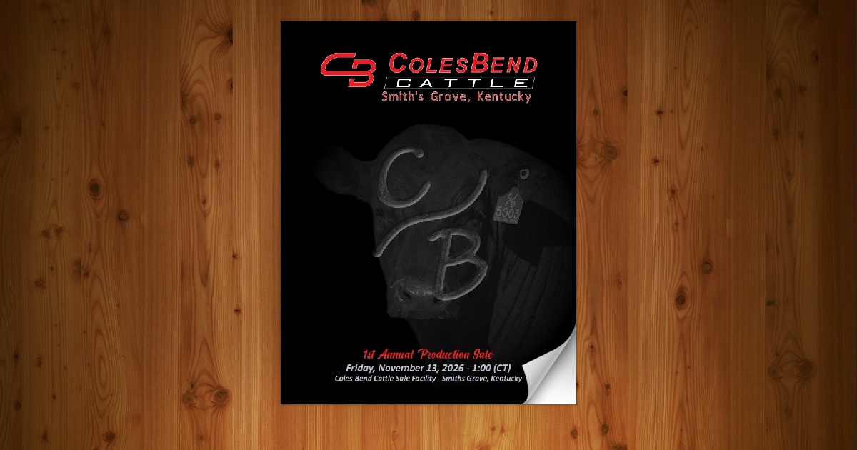 Coles Bend Cattle Company - 1st Annual Production Sale [11/13/26] - Page 6