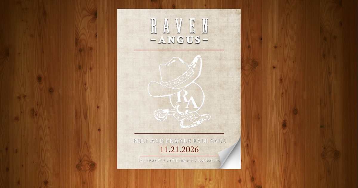 Raven Angus - Bull & Female Fall Sale [11/21/26] - Page 56