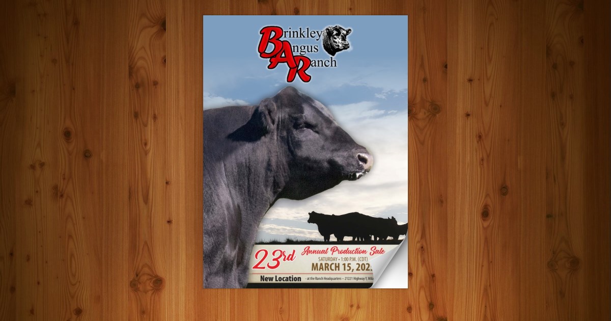 Brinkley Angus Ranch LLC - 23rd Annual Production Sale [3/15/25] - Page 33