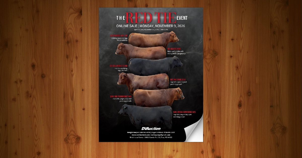 Red Tie Event - Bulls & Commercial Females [11/9/26] - Page 12