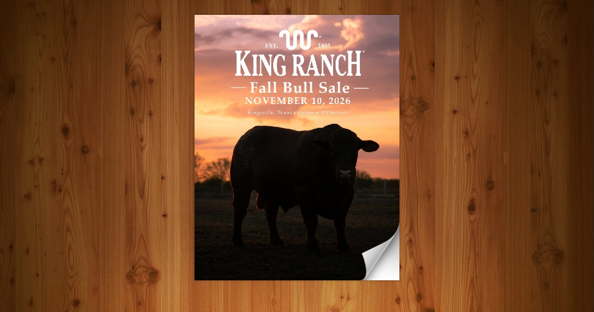King Ranch, Inc. - 2026 Fall Bull Sale [11/10/26] - Page 28