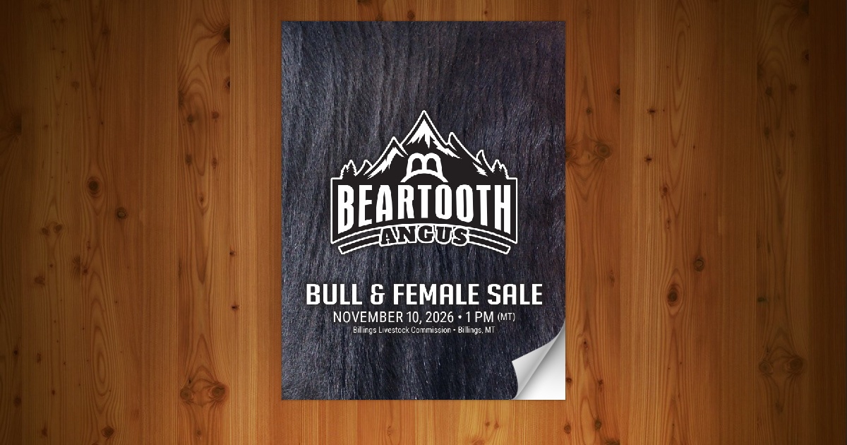Beartooth Angus - Where Power and Maternal Angus Bull Sale [11/10/26 ...