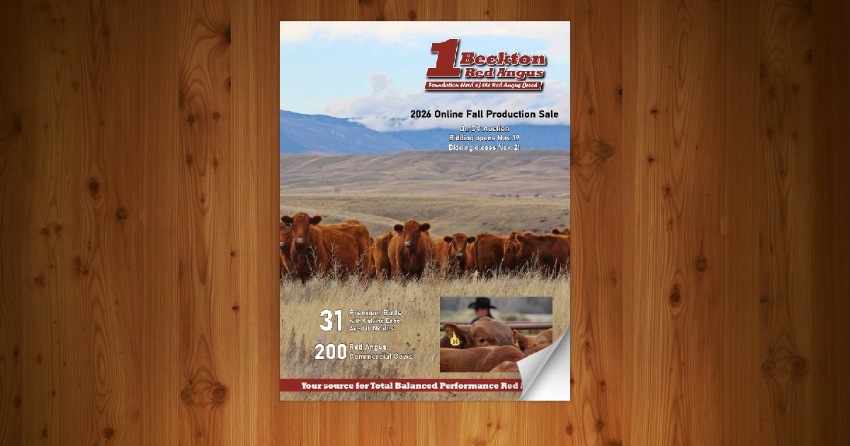 Beckton Red Angus - Online Sale [11/21/26] - Page 21