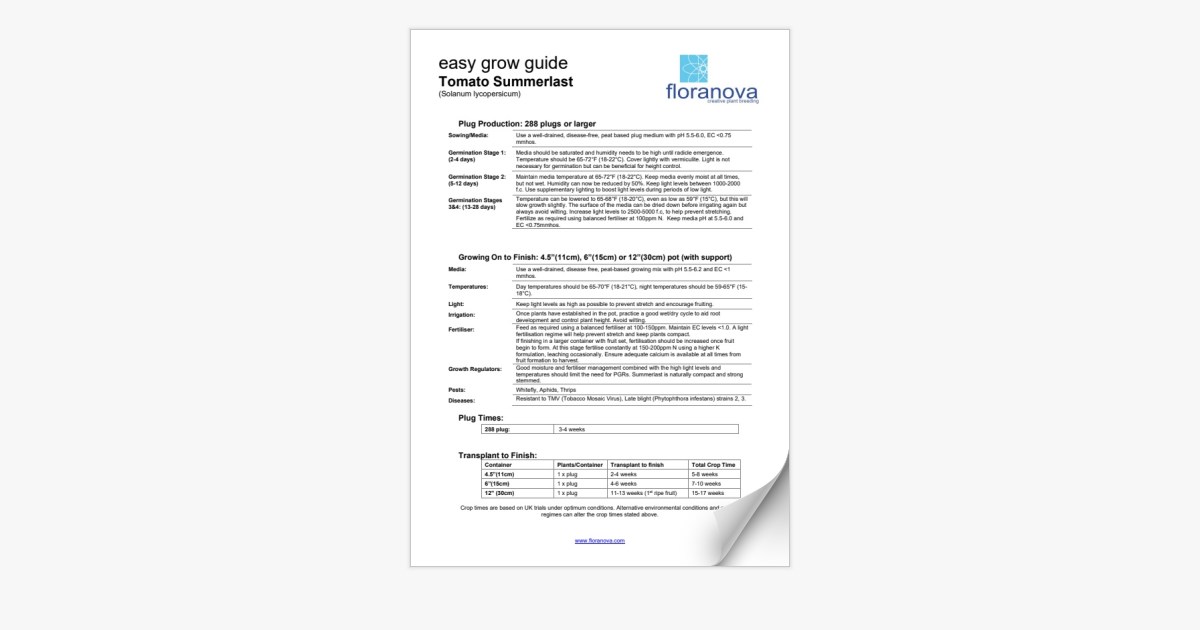 tomato-summerlast-easy-grow-guide