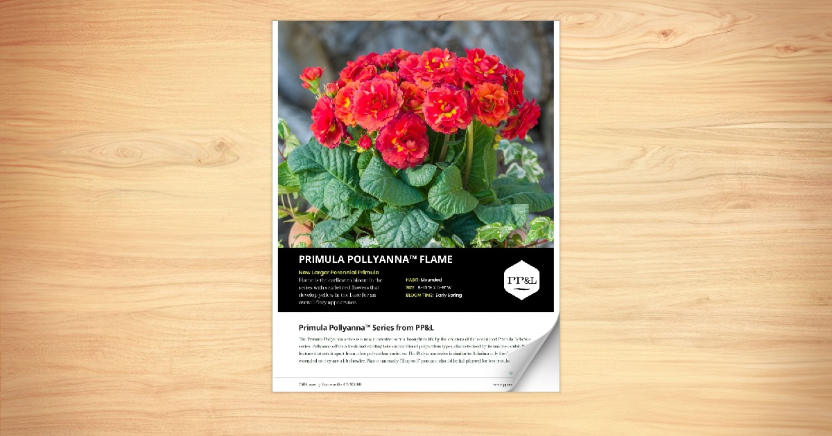 Primula POLLYANNA™ Series from PP&L