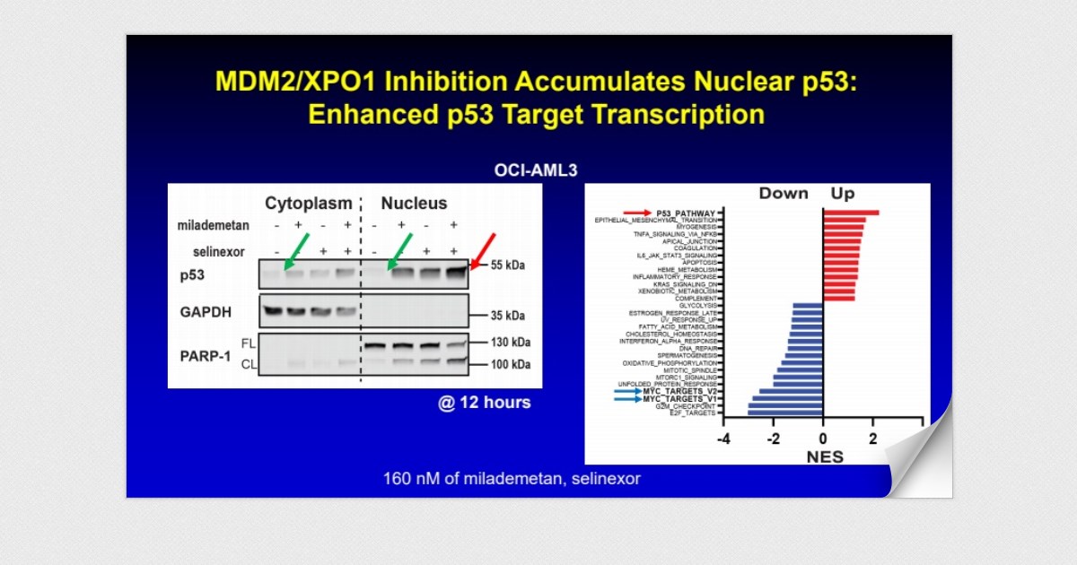 Enhanced TP53 Reactivation Disrupts MYC Transcriptional Pro… - Page 2