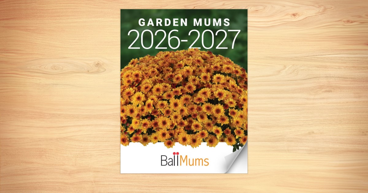 Mums Catalog 2026 2027